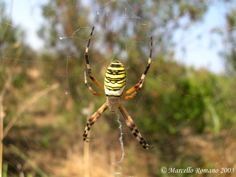 Argiope bruennichi
